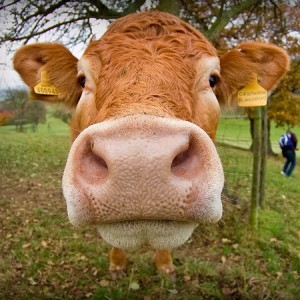 Why Does Your Creed have Cows in It? - Our Rabbi Jesus