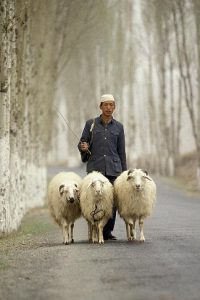 sheep close to shepherd