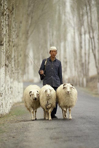 how does a shepherd lead sheep