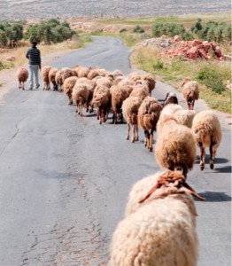 Following Shepherd