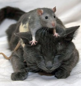 cat_and_mouse