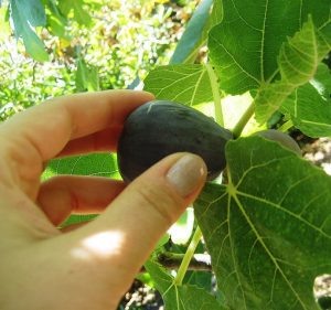 picking fig