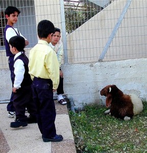 children&lamb