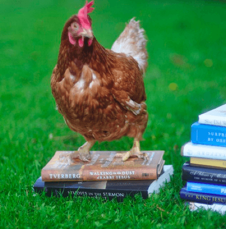 Chicken and books