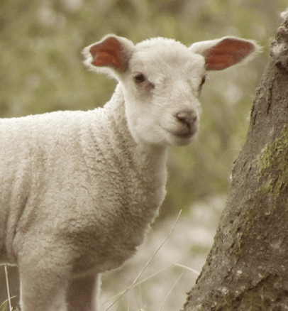 Lamb2