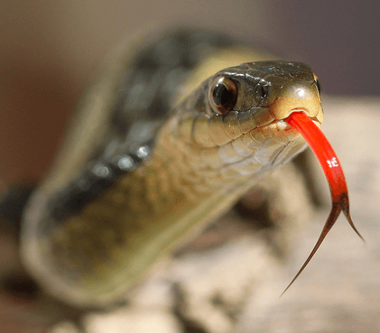 Snake tongue